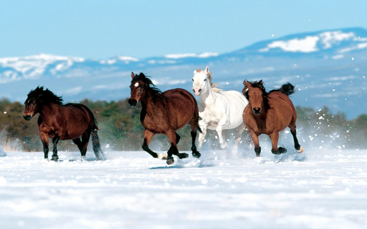 7 Running Horses Wallpaper Hd - 4 Horse Running In The Snow - HD Wallpaper 