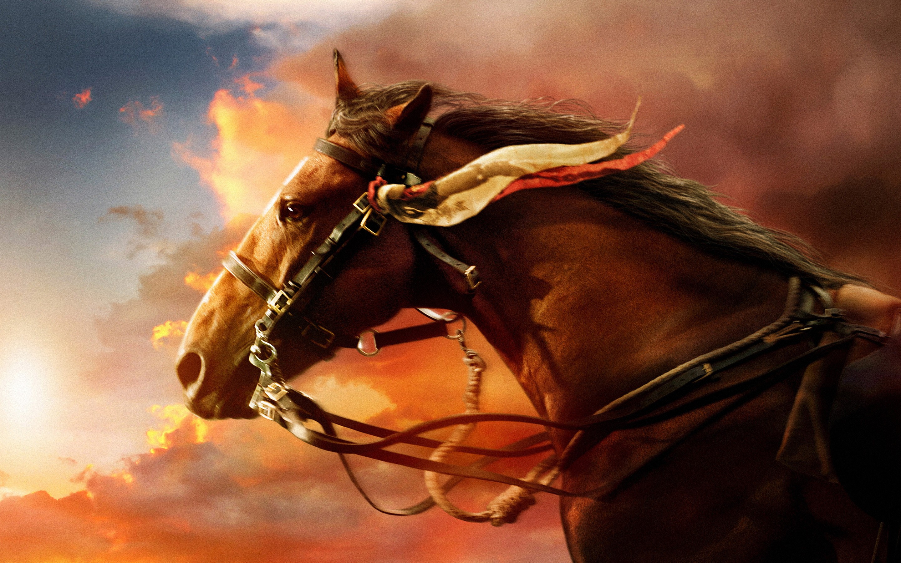 War Horse - HD Wallpaper 