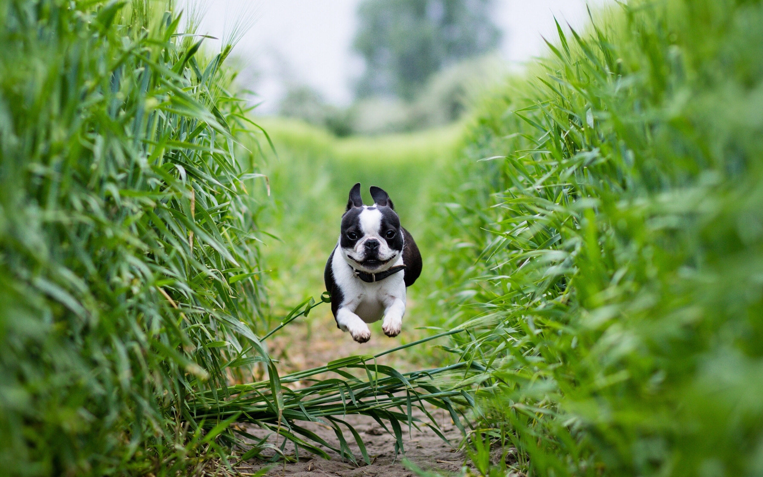 Cute Bulldog Running Wallpaper High Resolution Wallpaper - Boston Terrier - HD Wallpaper 