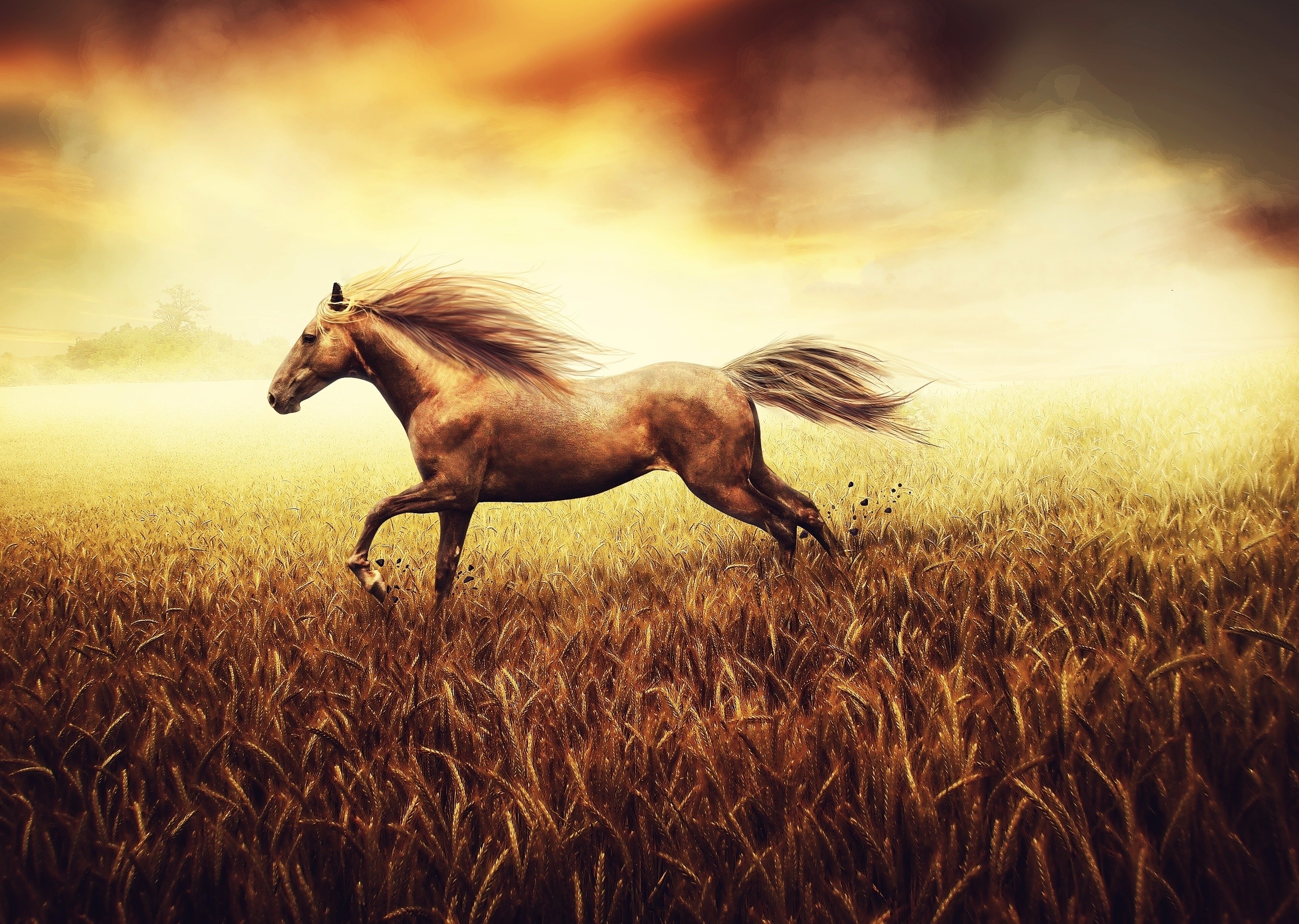 Horse Galloping In Field - HD Wallpaper 