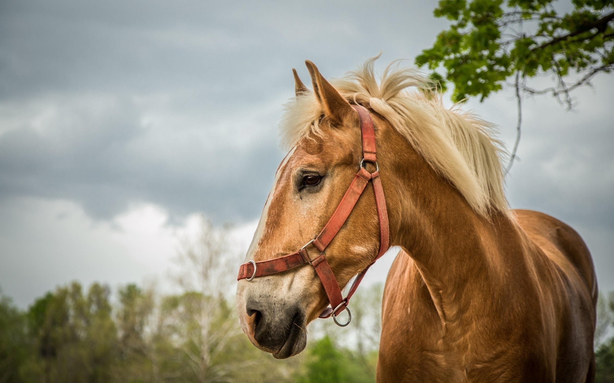 Beautiful Horse Close Up - HD Wallpaper 