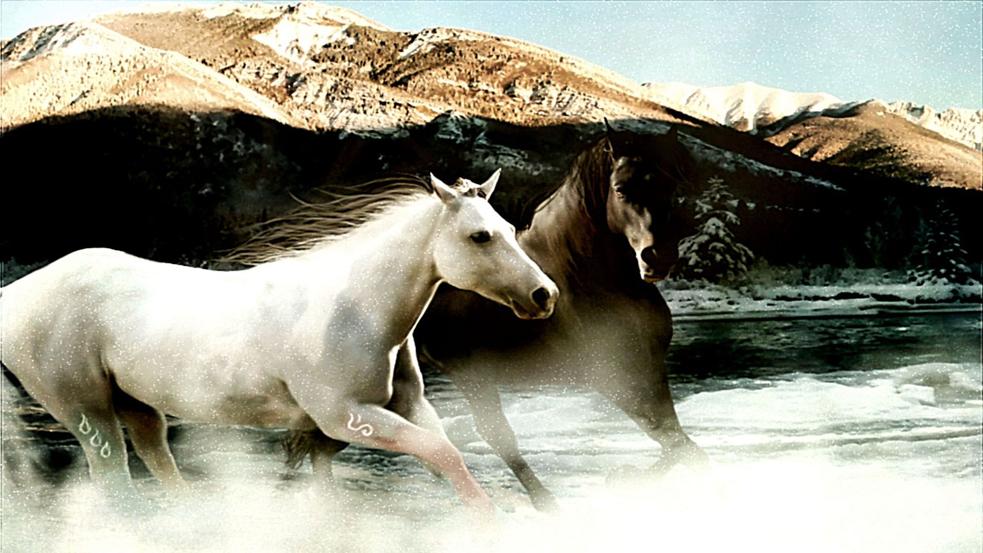 White Horse Running With Black Horse - 1920x1080 Wallpaper 