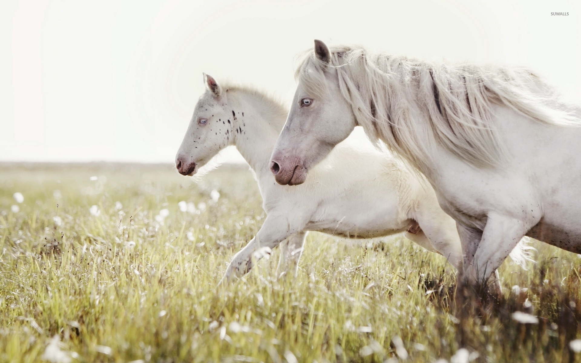 Horses Running Meadow - HD Wallpaper 