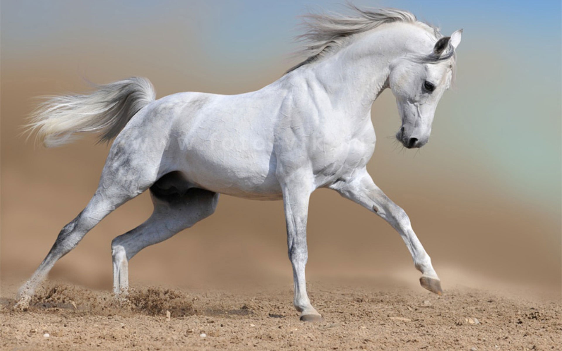 N/1713033761, White Horses - White Horse - HD Wallpaper 