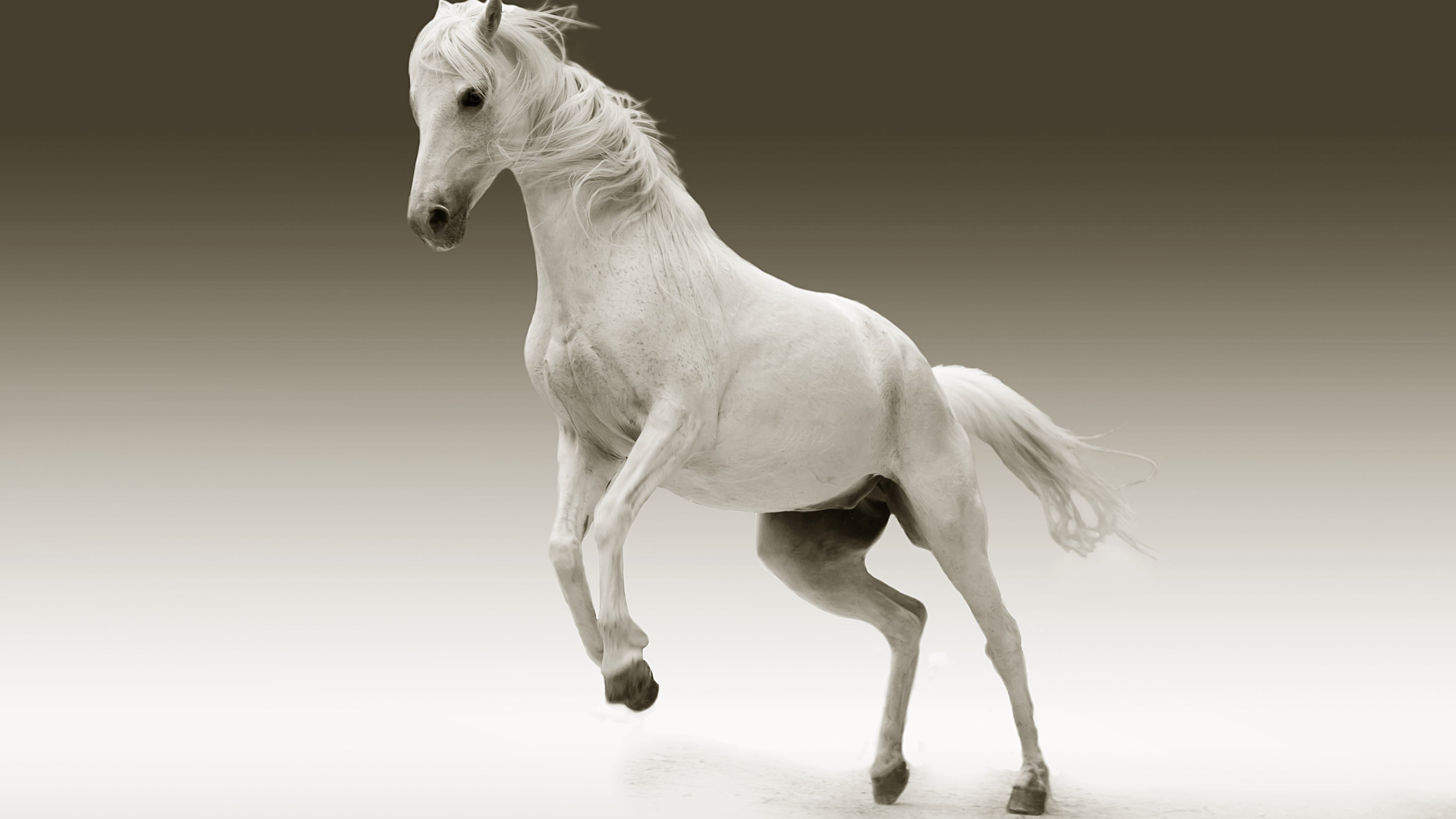White Horse High Resolution - 3840x2160 Wallpaper 