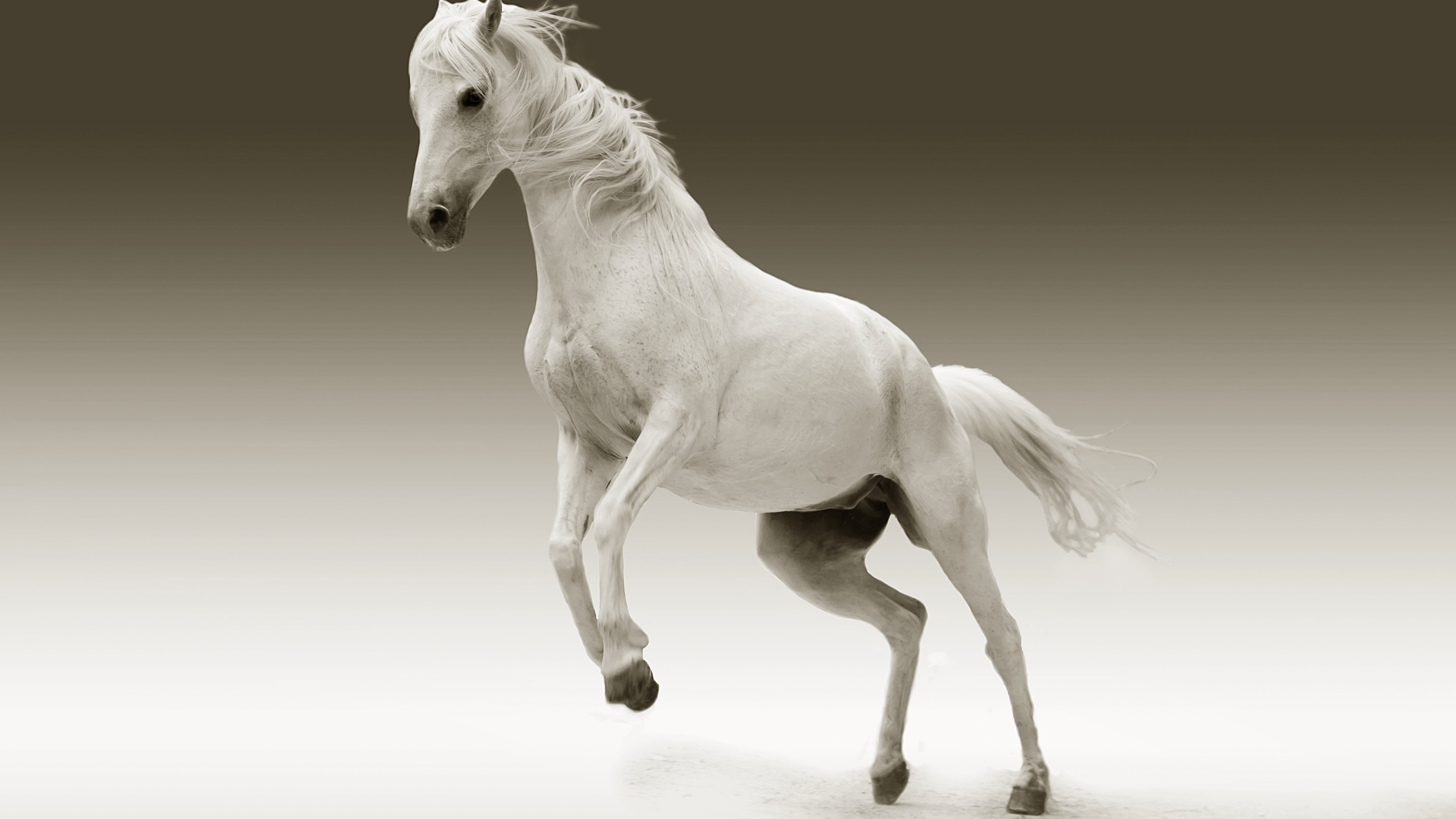 White Horse High Resolution - 3840x2160 Wallpaper White Horse High Resolution - 3840x2160 Wallpaper