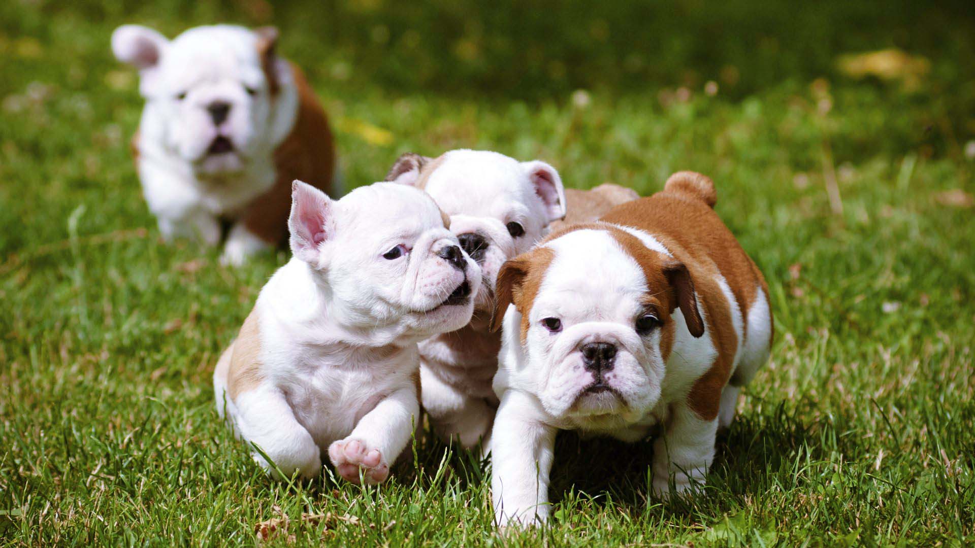 Bulldog Puppies Running Together Wallpaper Hd Wallpaper - HD Wallpaper 