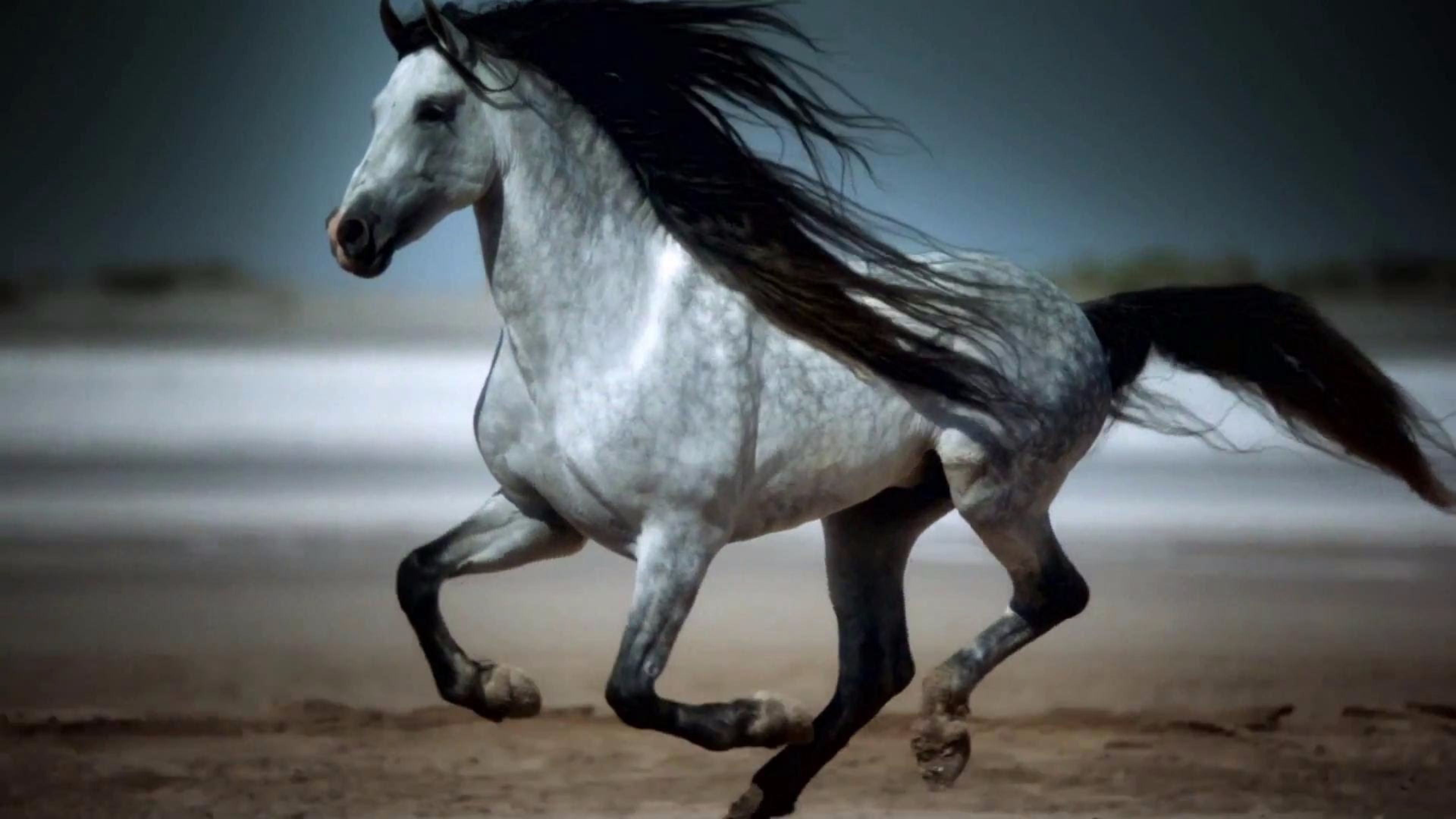 White Horse 4k Wallpaper 
 Data Src Download Free White - Amazing Galloping Horses - HD Wallpaper 