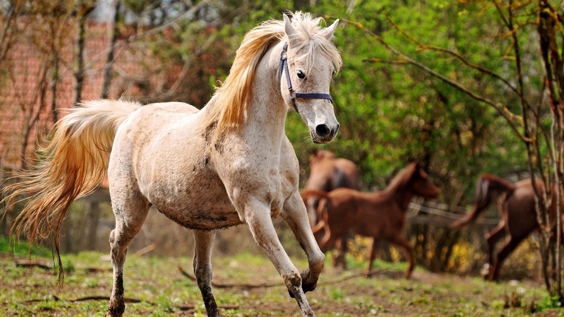 One White Horse Hd Full Hd - HD Wallpaper 