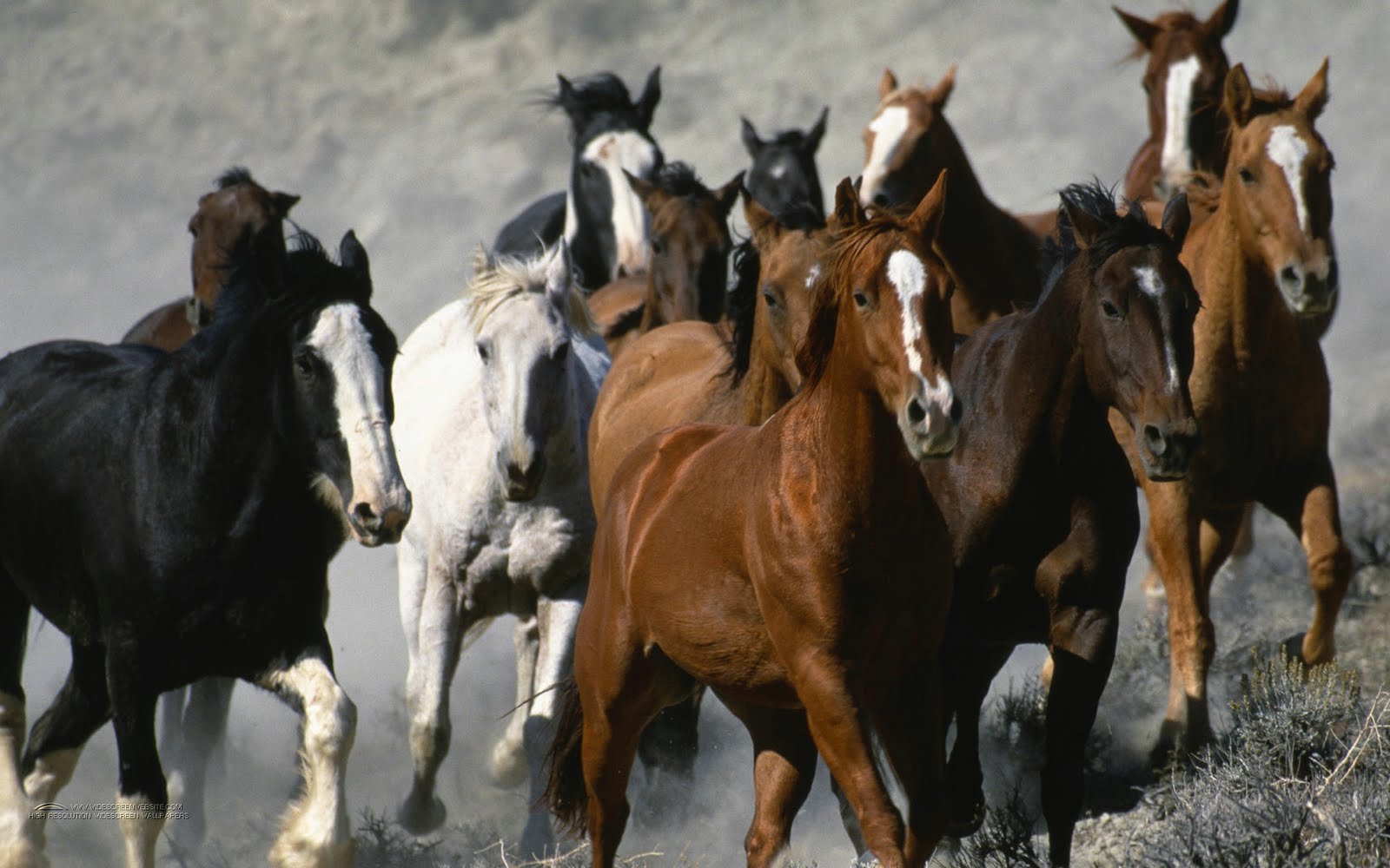 Running Horse Wallpapers, White Horses Running Wallpapers - Stampede Of Mustang Horses - HD Wallpaper 