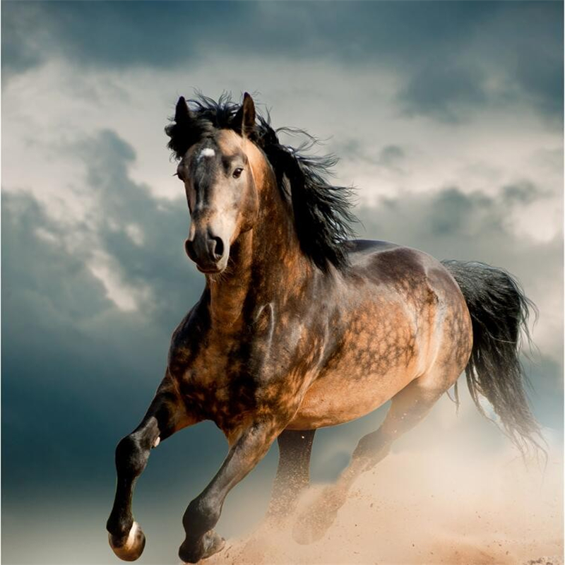 Wild Horse - HD Wallpaper 