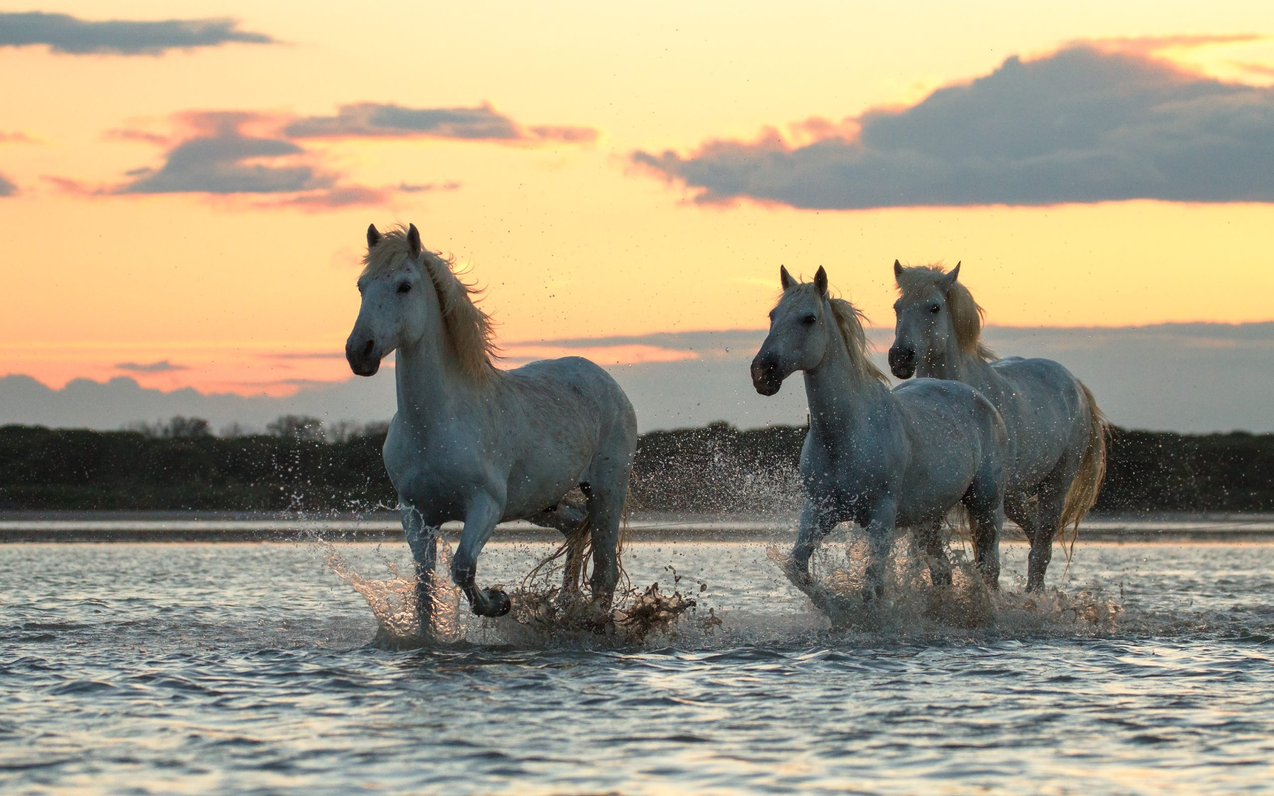 Running Horses Wall Hd - HD Wallpaper 