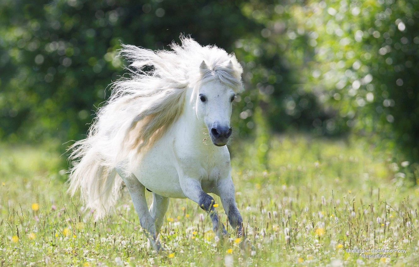 Photo Wallpaper Running, Pony, Dandelions, Beautiful, - White Small Horse - HD Wallpaper 