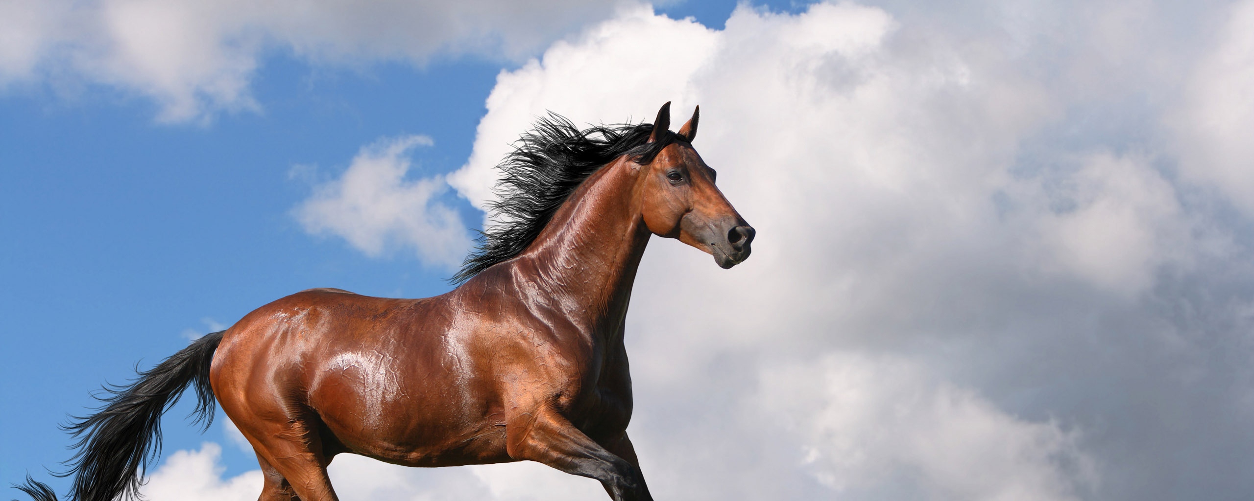 Wallpaper Horse, Grass, Jogging, Nature - Cover Facebook Horse - HD Wallpaper 