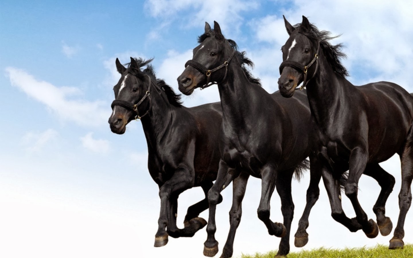 Hd Wallpapers Horse Wallpaper Black Horses Running - 3 Black Horses Running - HD Wallpaper 