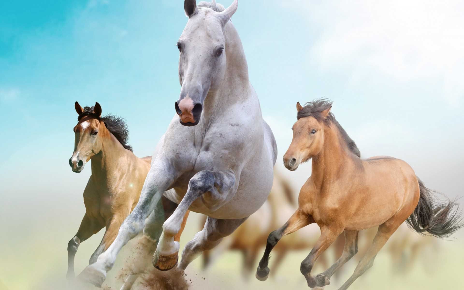 1920x1200, Beautiful Horses Wallpaper - HD Wallpaper 