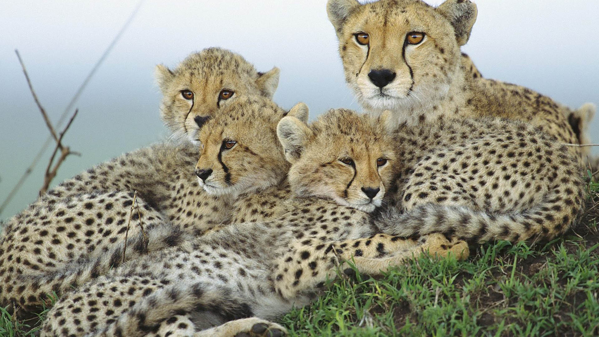 Cheetah Running Wallpaper Background Wallpaper Hd - Baby Tropical Savanna Animals - HD Wallpaper 