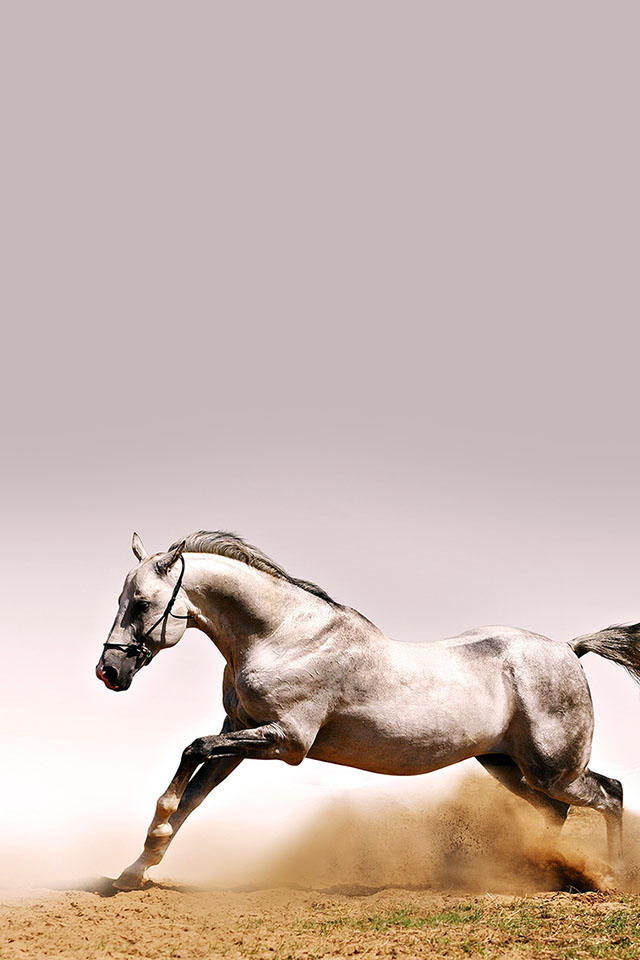 Com Apple Wallpaper Horse-running Iphone4 - Horse Running - HD Wallpaper 
