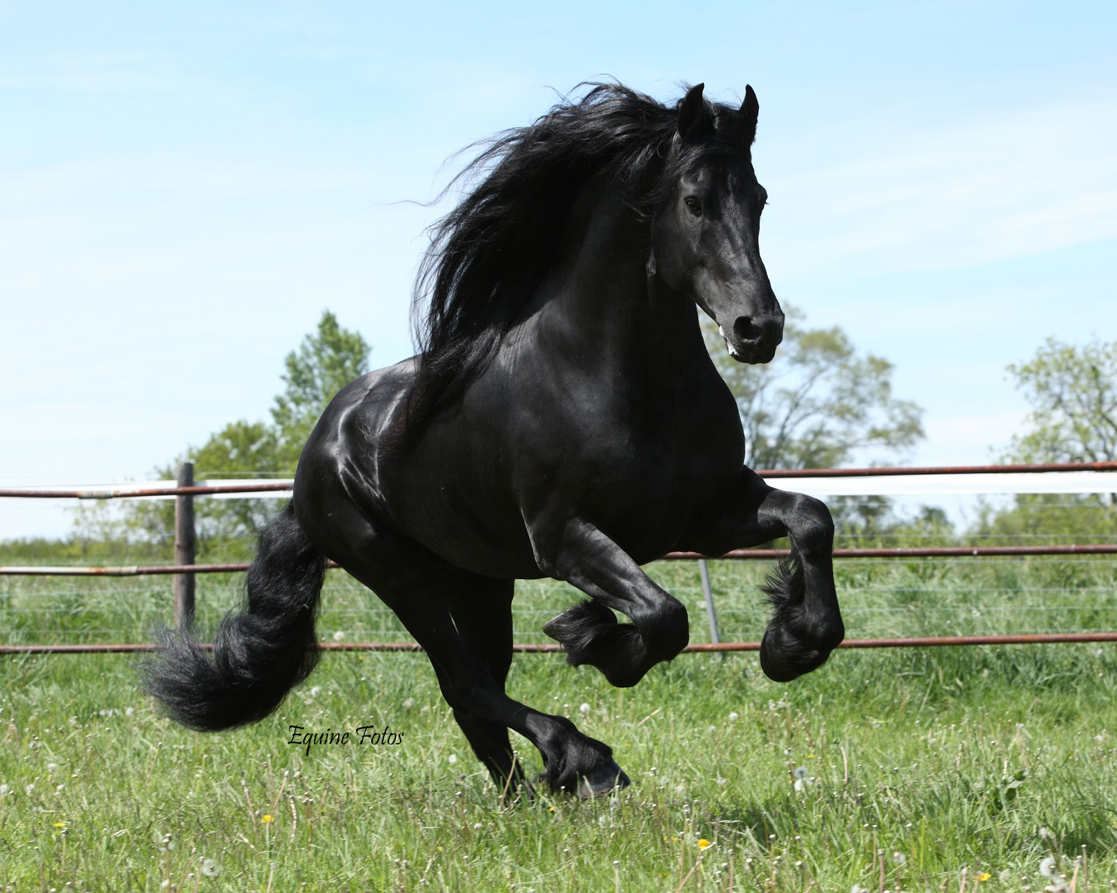 Friesian Horse Hd - HD Wallpaper 