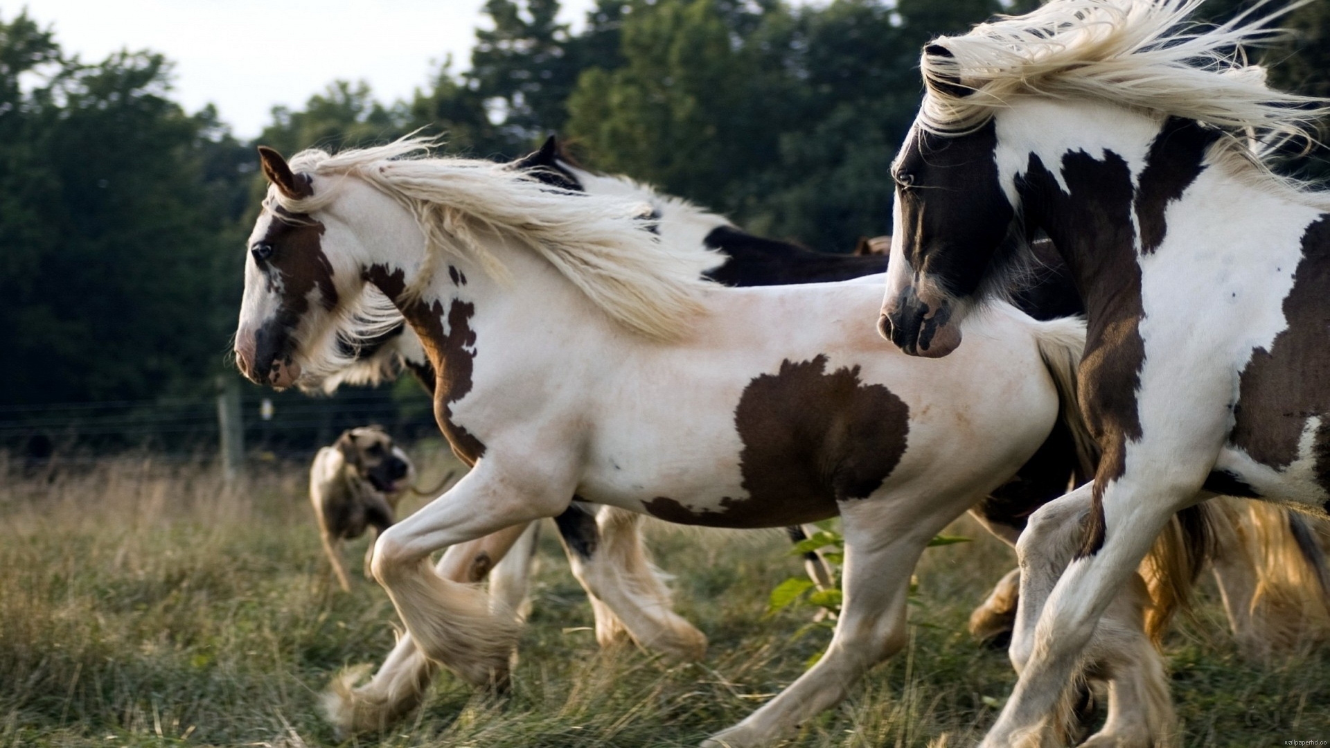 High Resolution Image Of Running Horses - HD Wallpaper 