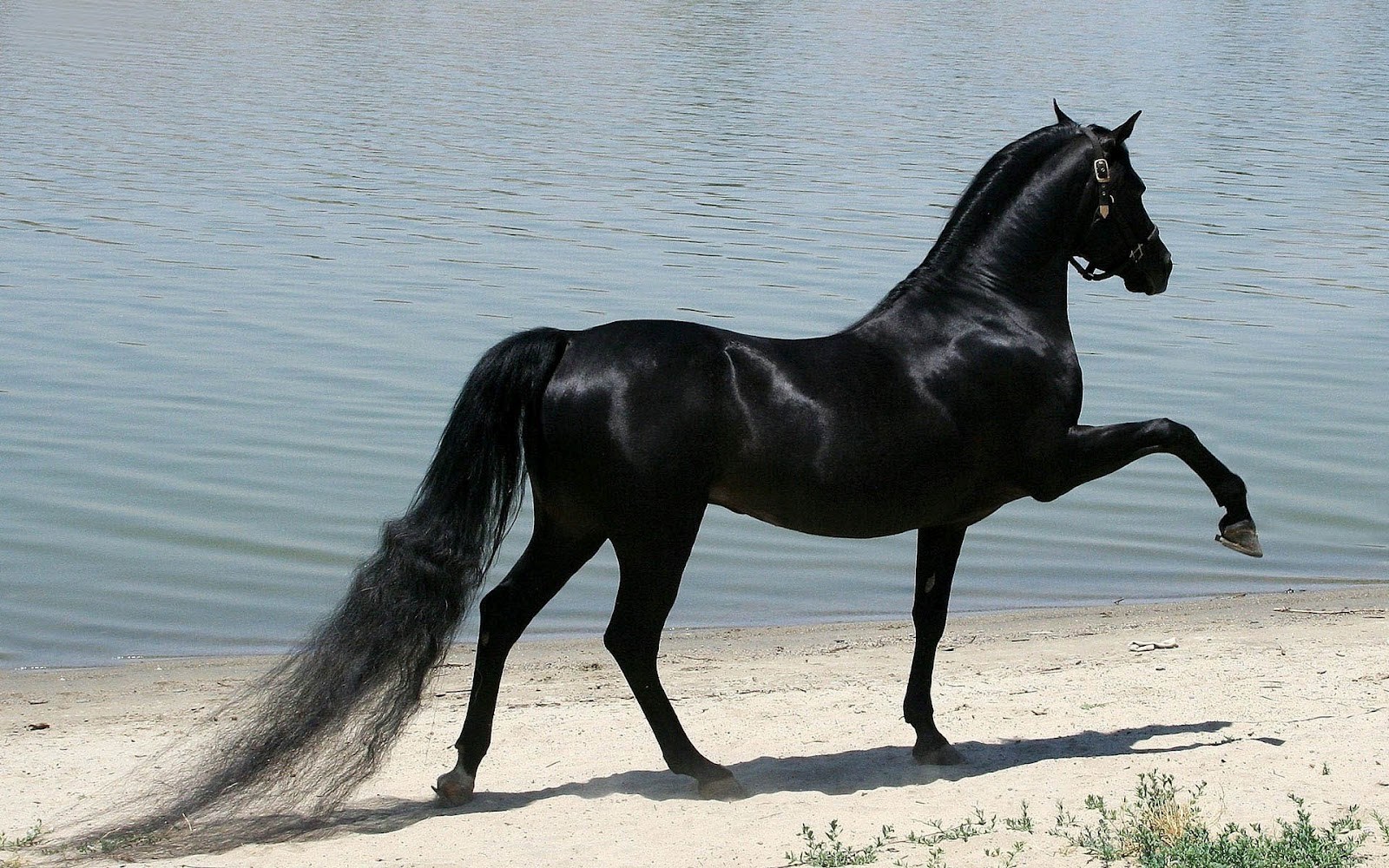 Seven Horse Hd Wallpaper - Most Expensive Black Horse - HD Wallpaper 