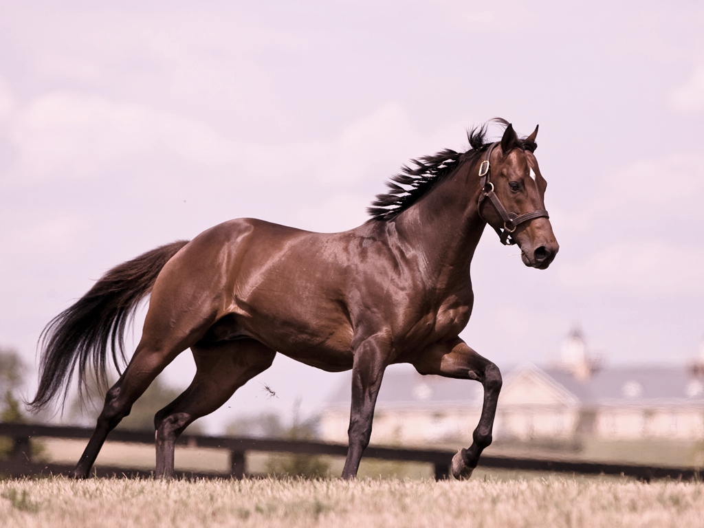 White Horse Running On Beach - Cavalo Puro Sangue - HD Wallpaper 
