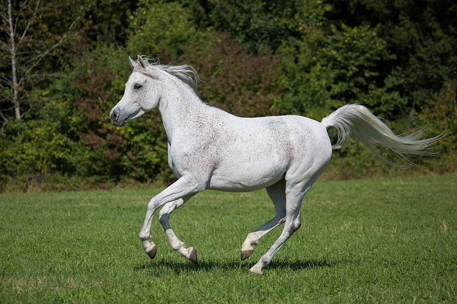 Horse, Running, White, Pasture, Corral, Equine, Animal, - Horse - HD Wallpaper 