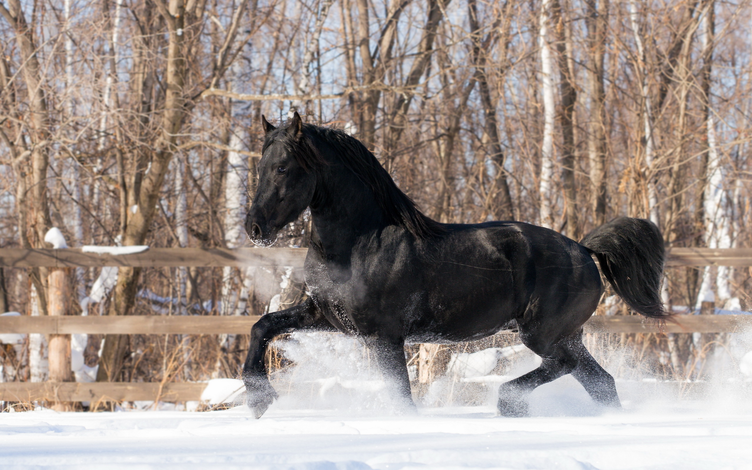 Black Horse In Snow - HD Wallpaper 