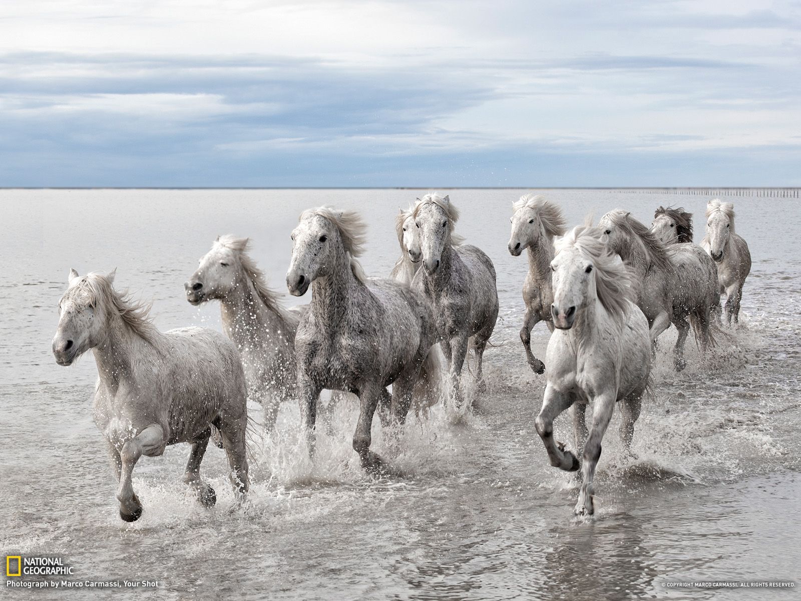 56403 Wallpaper Cb1343848702 - Wild Horses Of The Sea - HD Wallpaper 