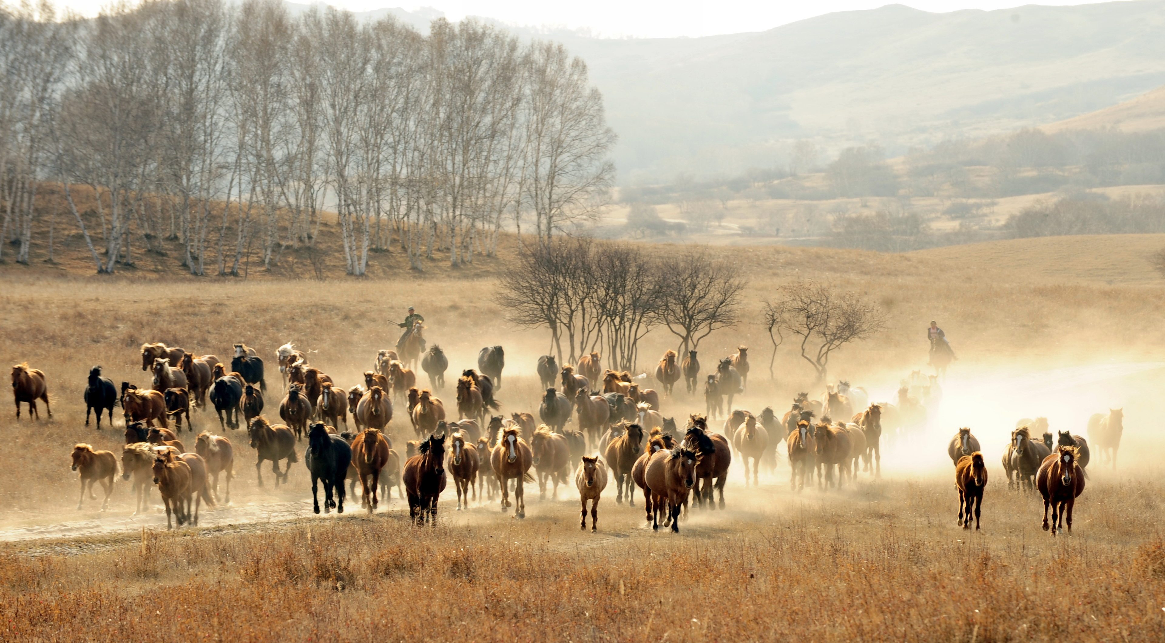 Group Of Wild Horse Running Wallpaper 4k 
width 240 - Fast Can A Horse Run - HD Wallpaper 