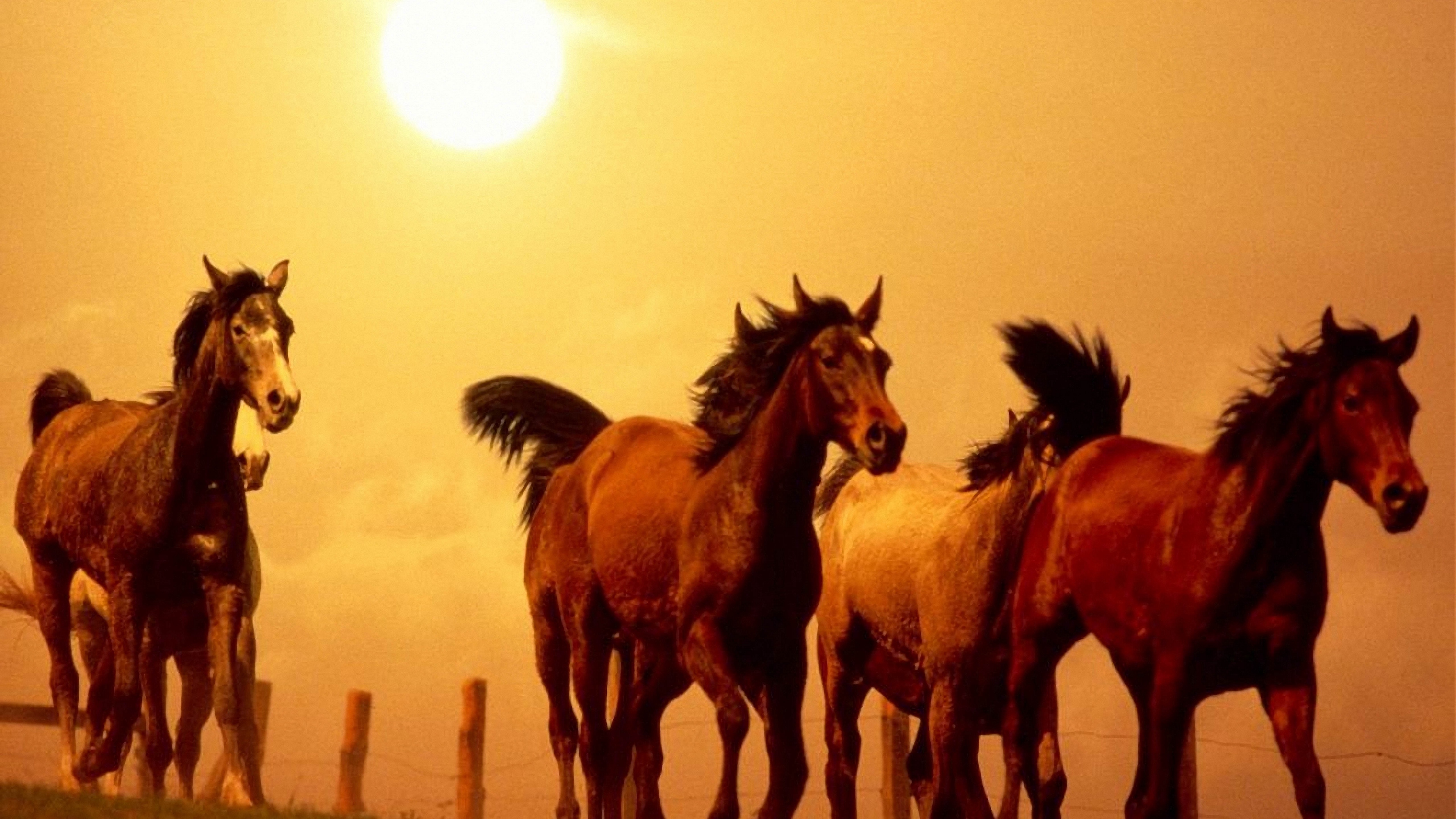 Wallpaper Horse, Running, Sunset - Running Horse - HD Wallpaper 