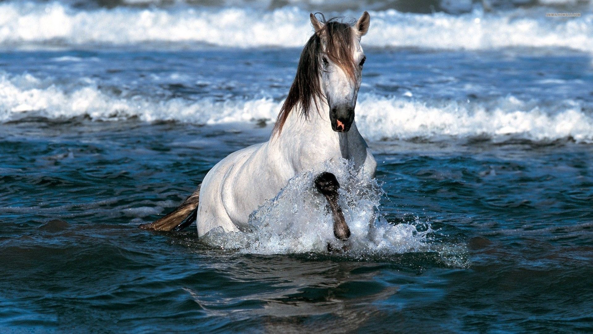 Horse In The Water - HD Wallpaper 