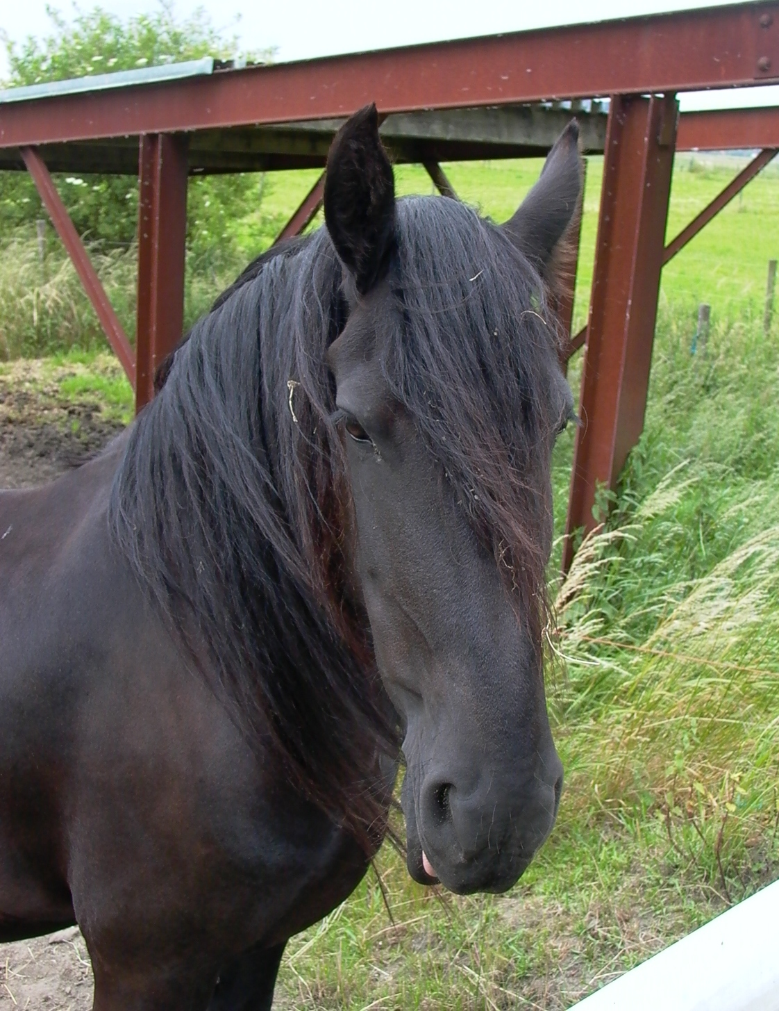 Stallion - HD Wallpaper 