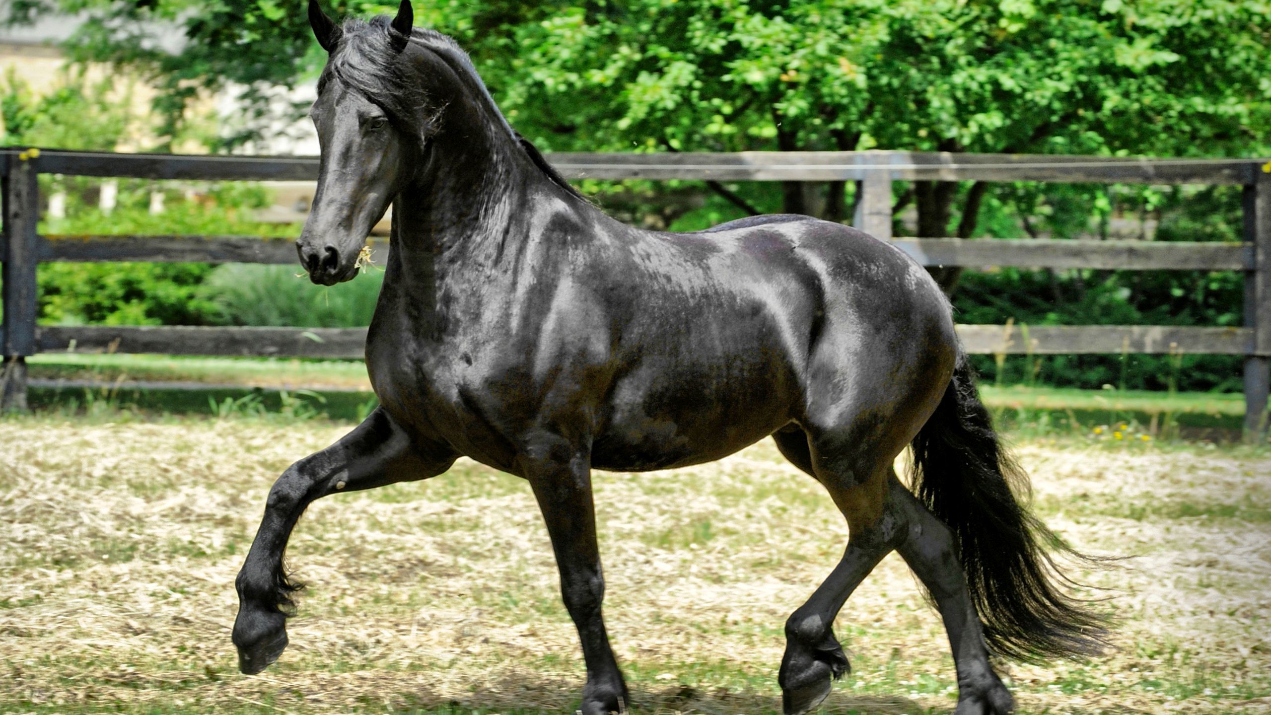 Black Horse Hd - HD Wallpaper 