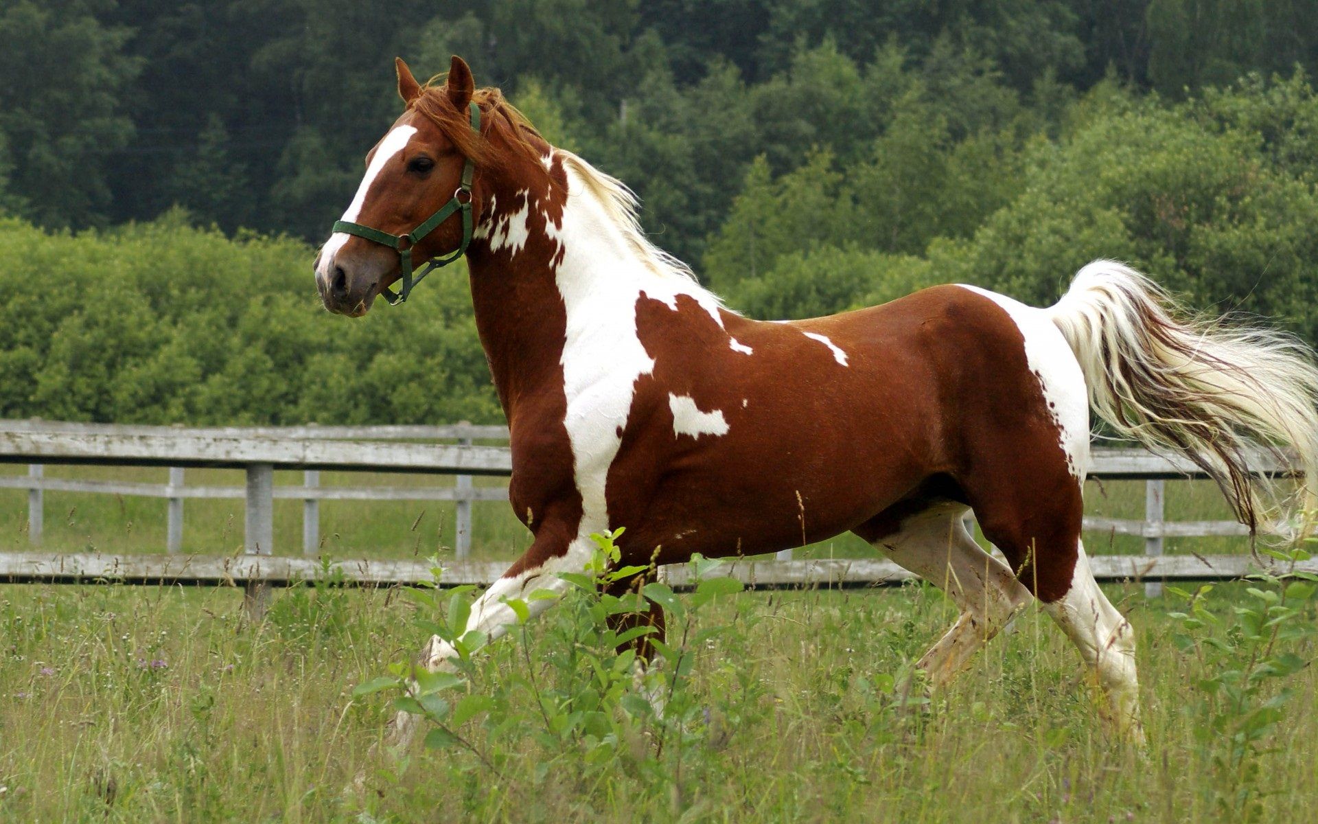 High Resolution Horse Images Hd - HD Wallpaper 