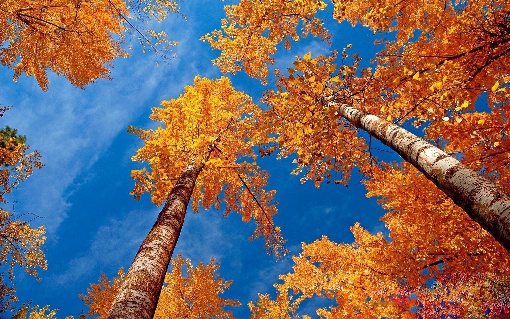 The Tops Of The Trees Golden Birch Birch Forest The - Fall Trees - HD Wallpaper 