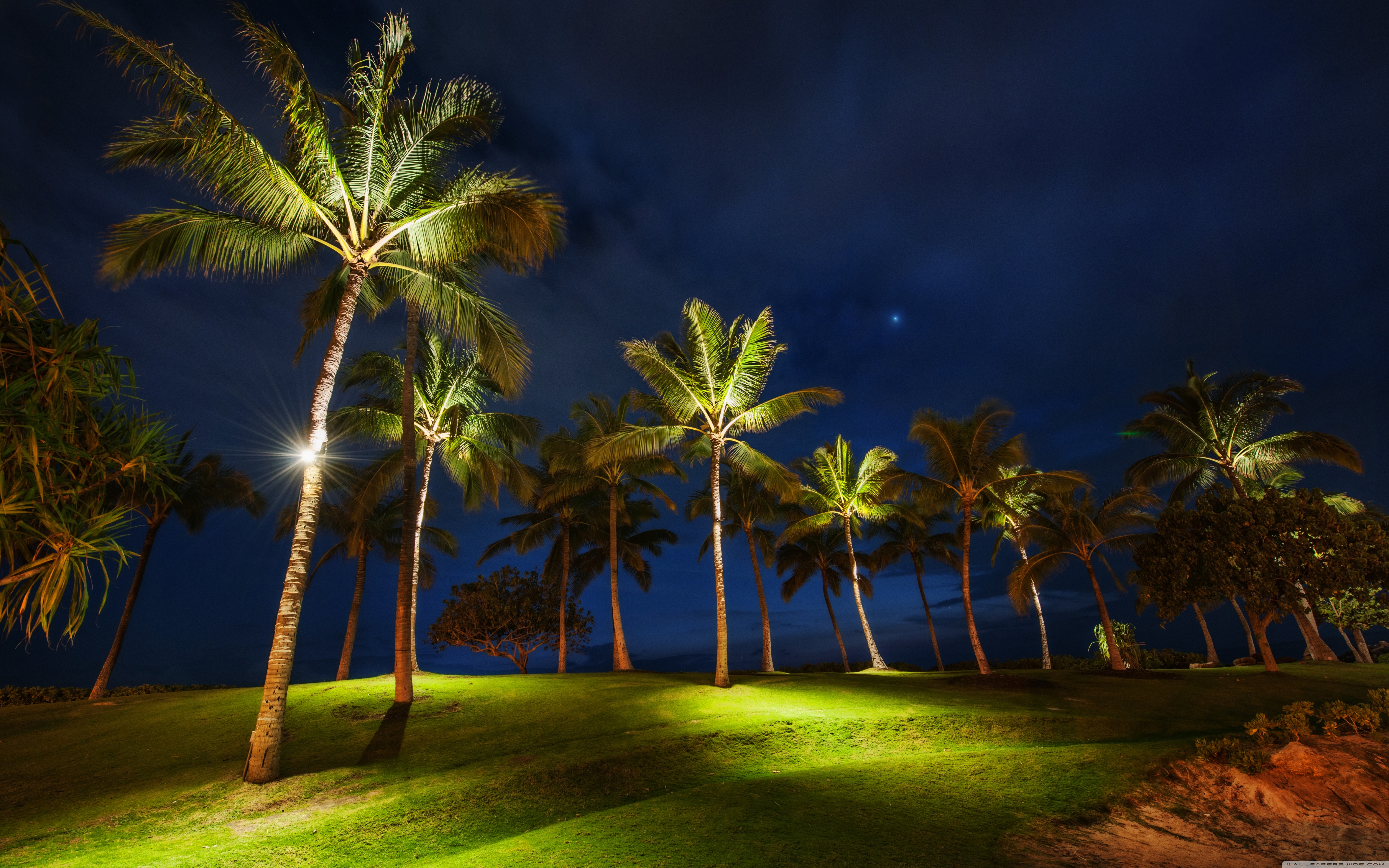 Palm Tree At Night - HD Wallpaper 