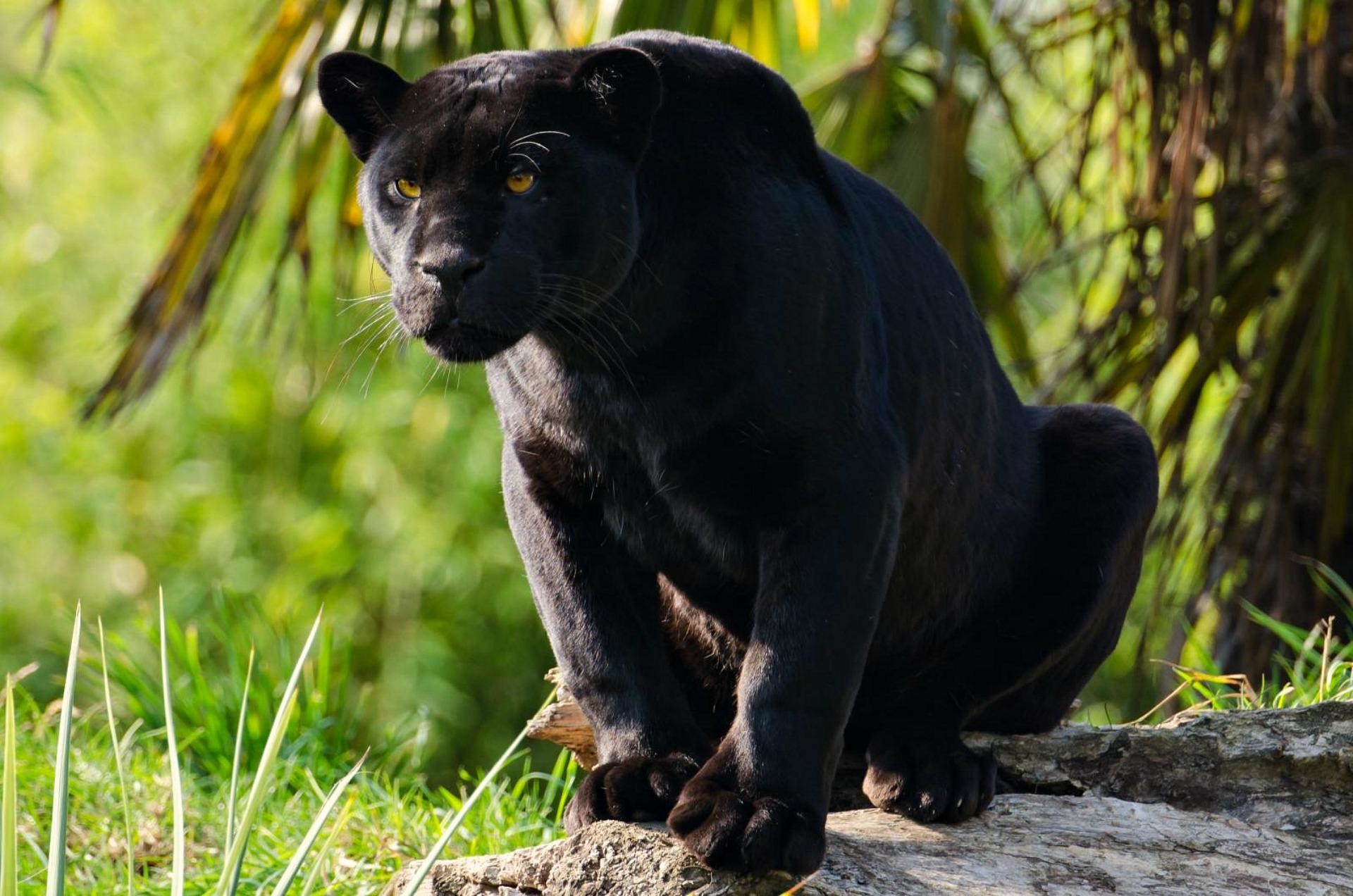 Black Panther Jungle Cat, Black Jaguar Animal Wallpaper - Black Panther Jungle Cat - HD Wallpaper 