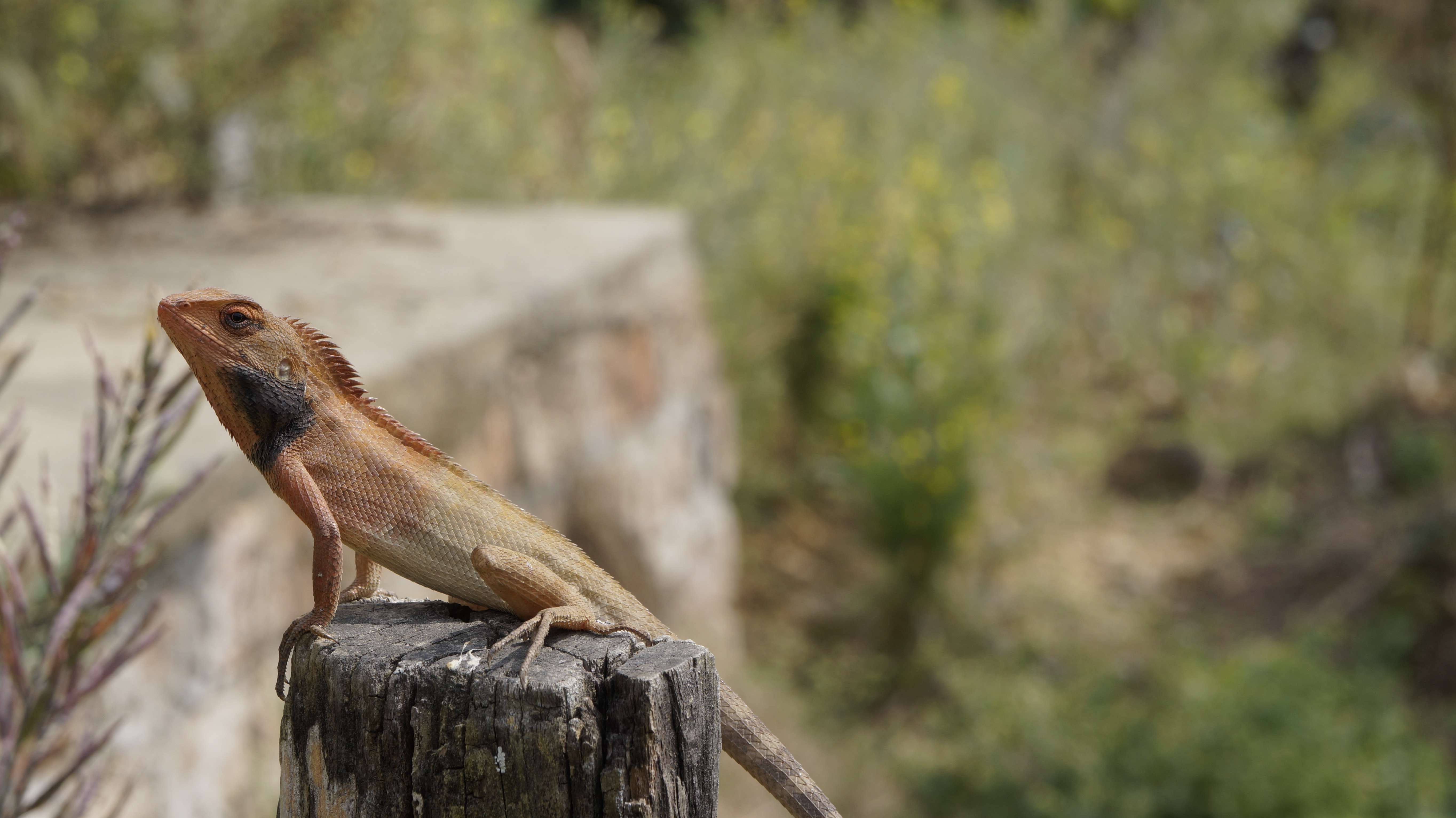 4k Animal - HD Wallpaper 