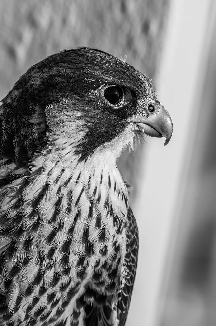Bird, Peregrine Falcon, Chicks, Black White, Animal, - Peregrine Falcon Black And White - HD Wallpaper 