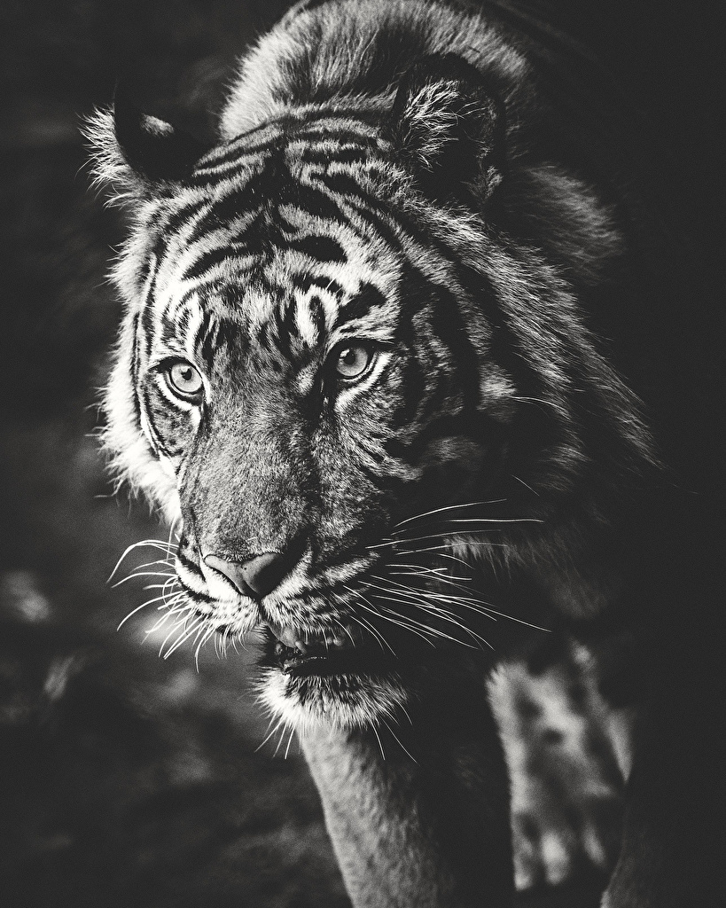 Tiger Black And White - HD Wallpaper 