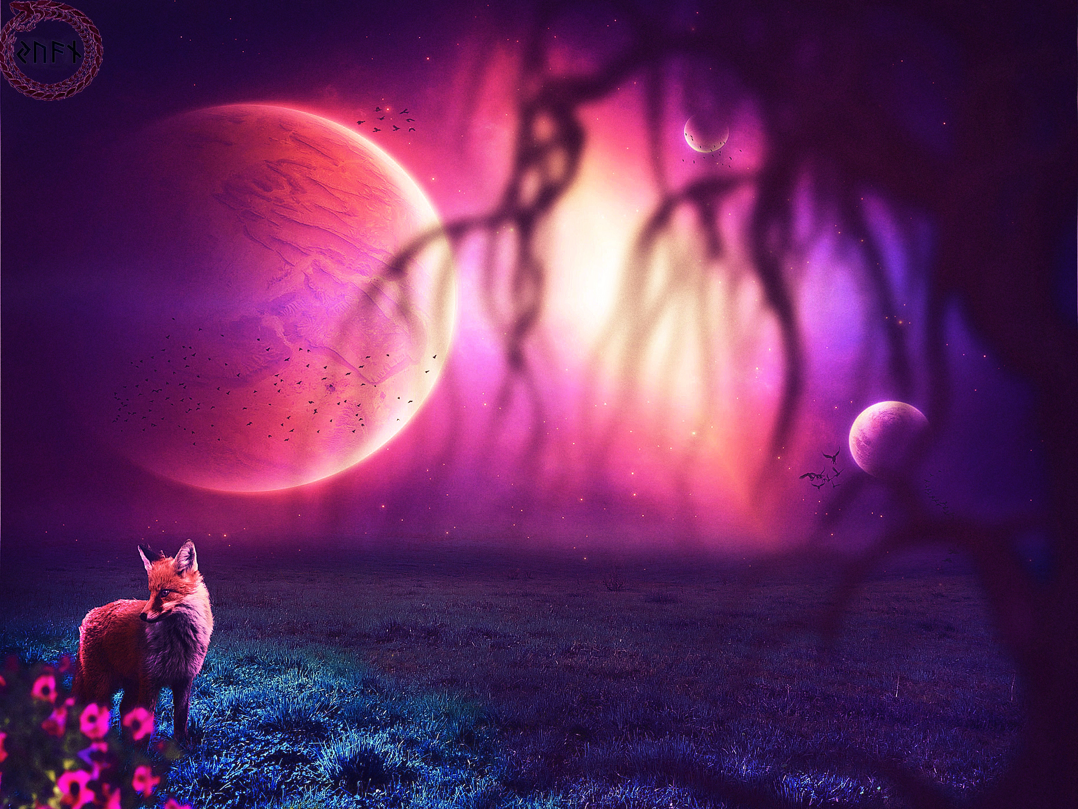 Galaxy Cool Fox Backgrounds - HD Wallpaper 