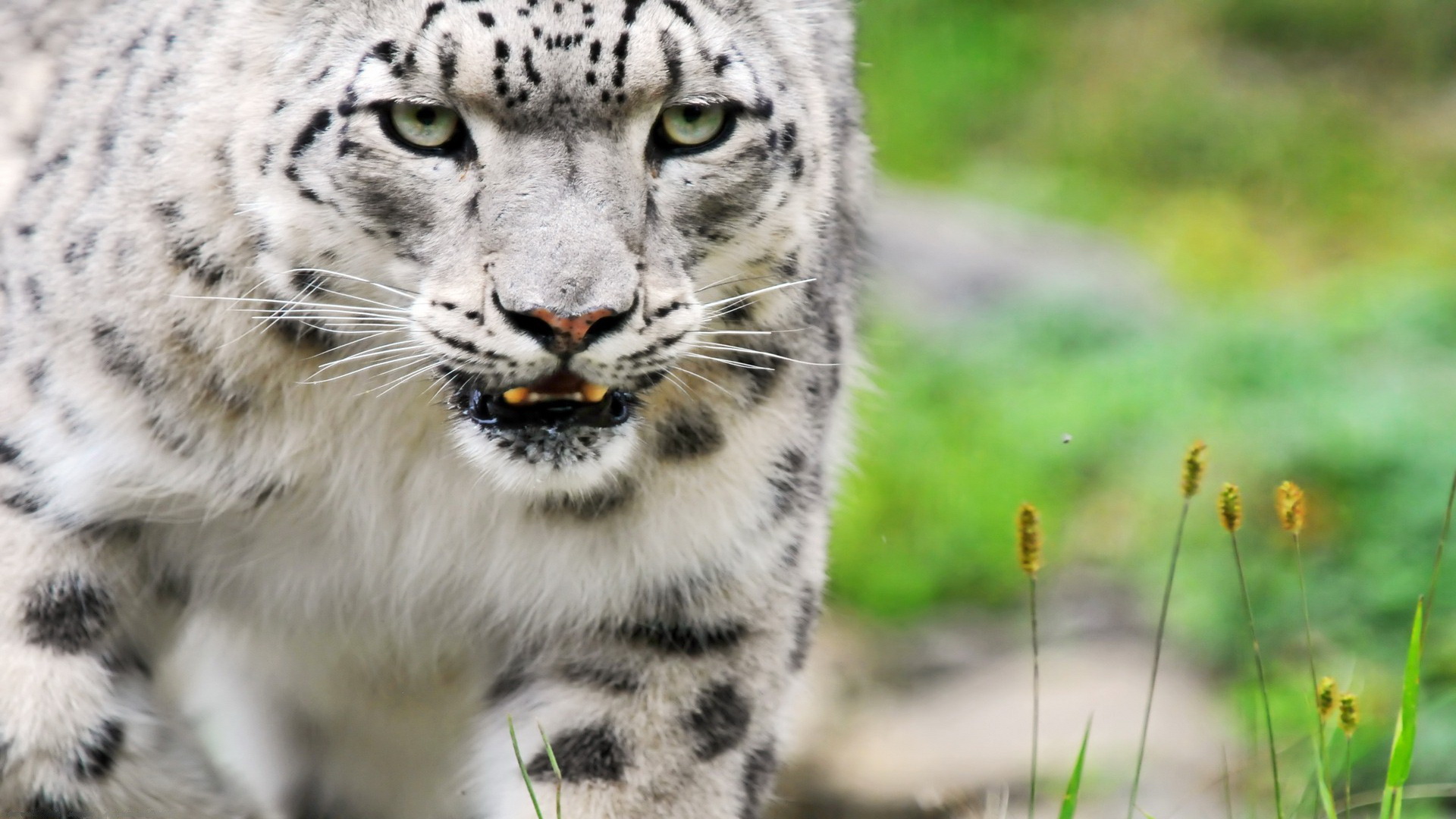Animal Wallpapers, Backgrounds, Amazing White Tiger - 1920x1080 Wallpaper - Animal Wallpapers, Backgrounds, Amazing White Tiger - 1920x1080 Wallpaper -