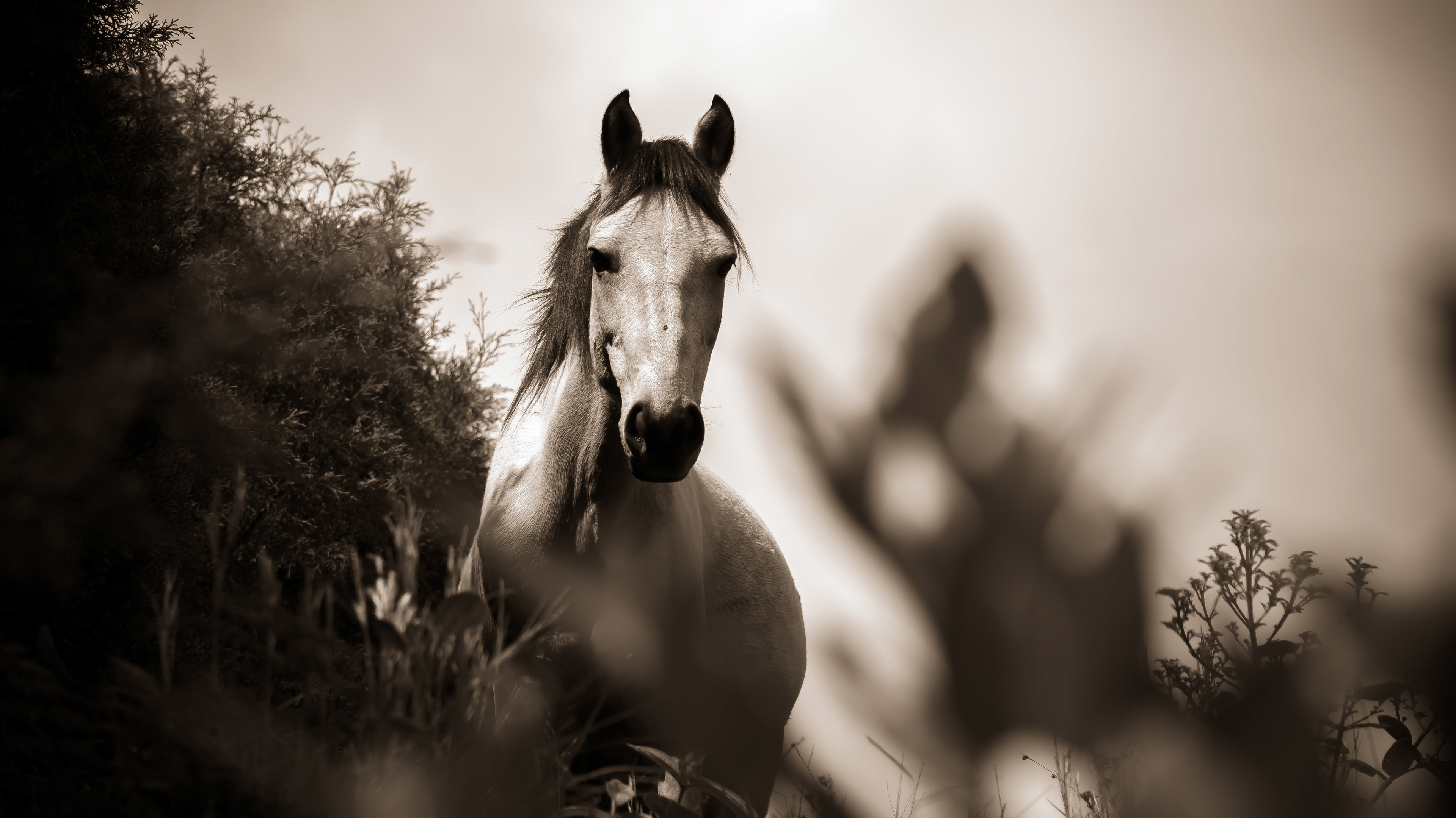 Horse Grayscale - Horse Wallpapers For Laptop - HD Wallpaper 