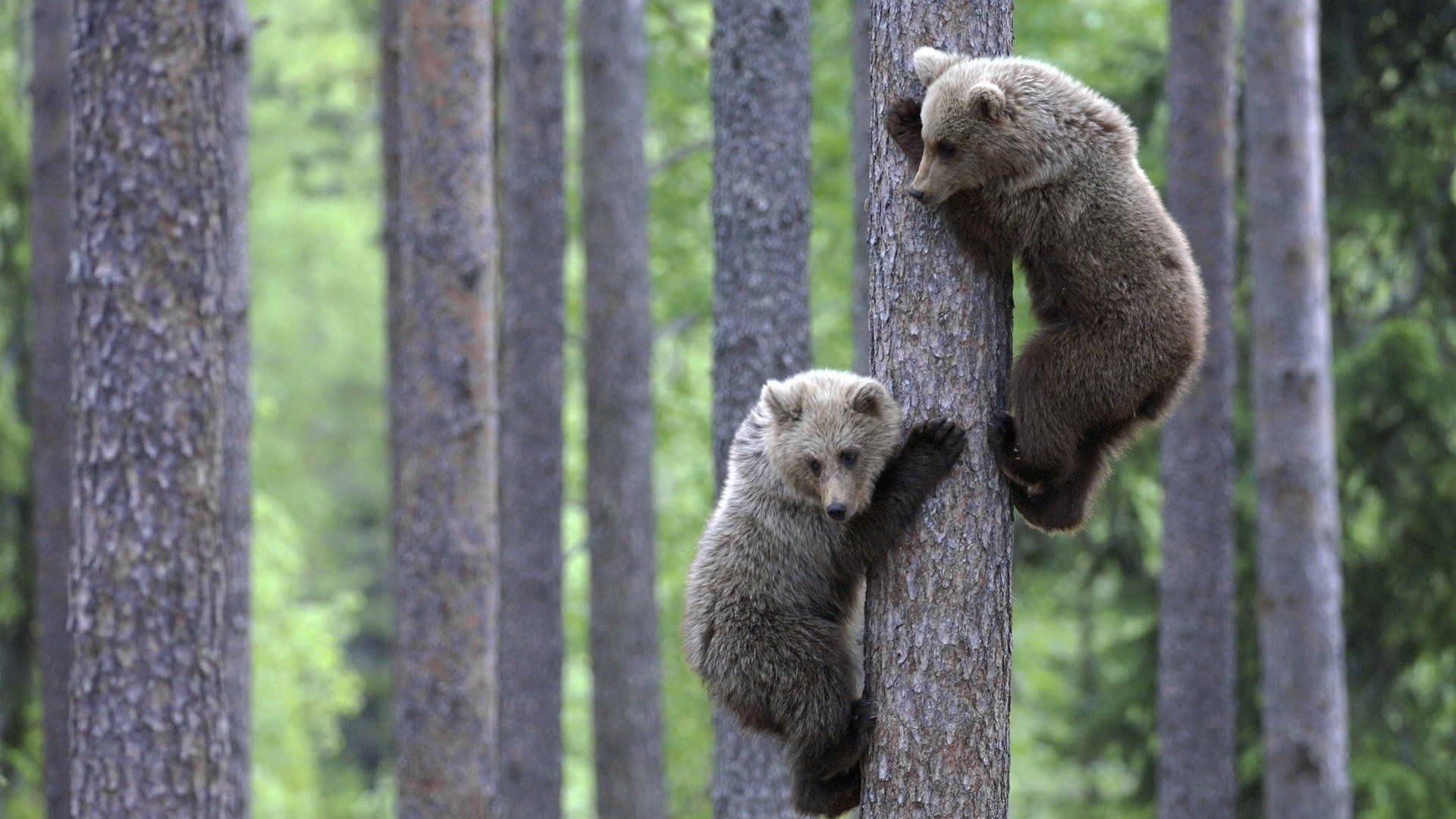 Brown Bear Cubs Baby - HD Wallpaper 