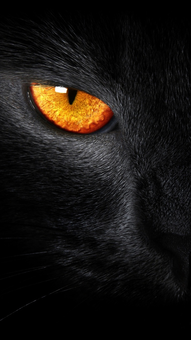 Black Cat Evil Eye Iphone 5 Wallpaper - Animal Black Panther Wallpaper Iphone - HD Wallpaper 