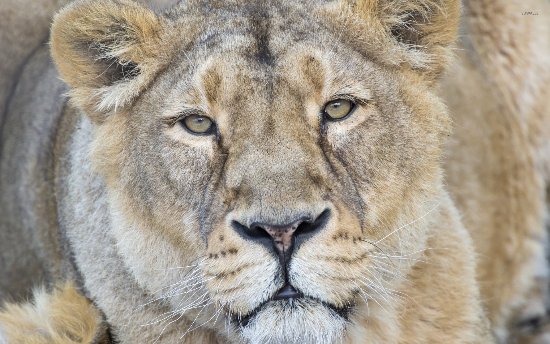 Wildlife Heritage Foundation - HD Wallpaper 