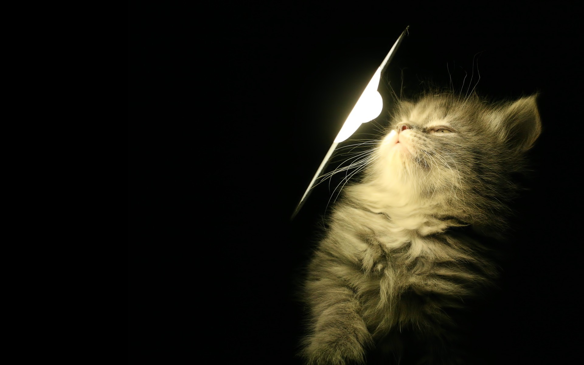 Cat With Light Wallpaper Hd - HD Wallpaper 