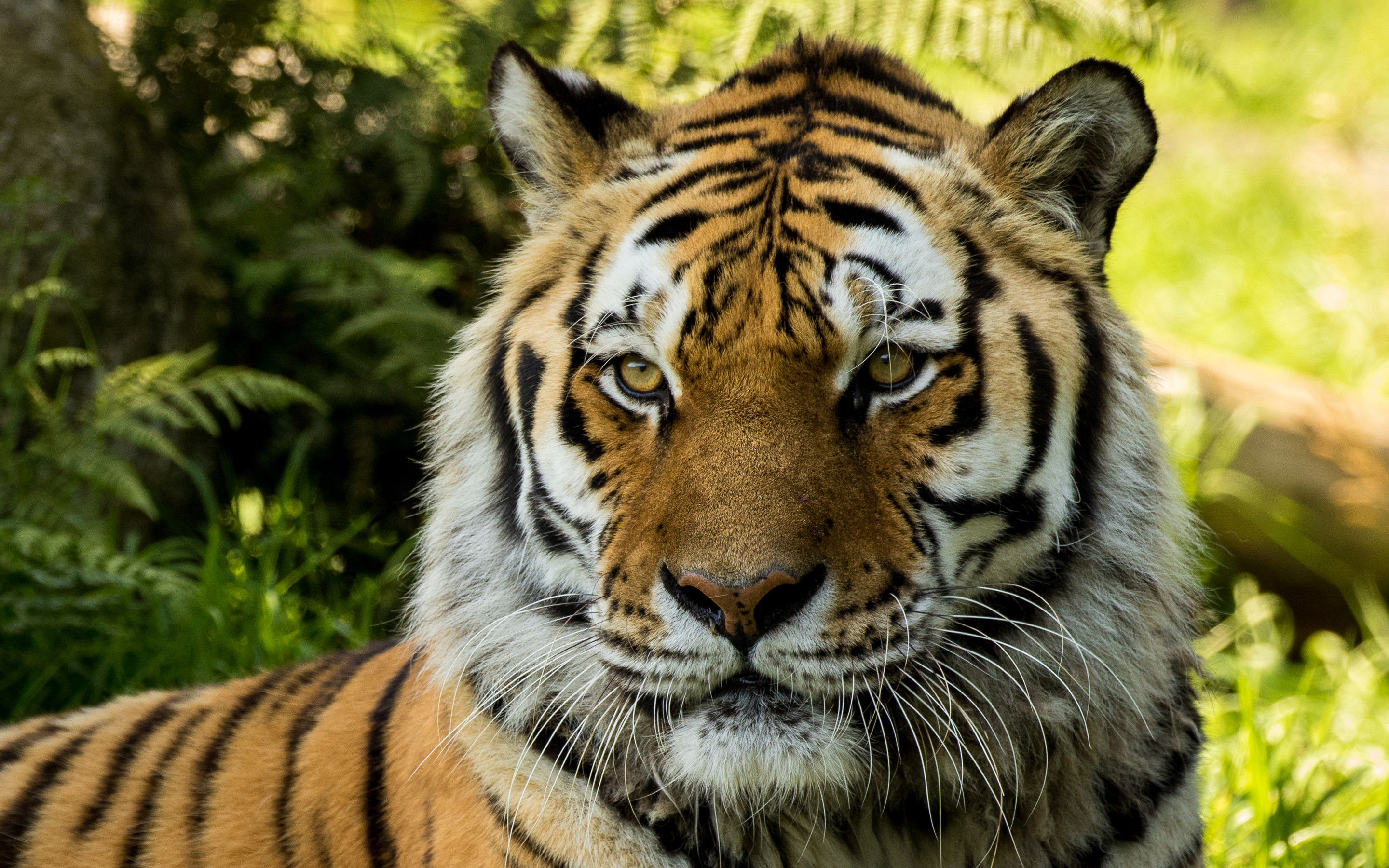 Full Hd 1080p Animals Wallpapers, Desktop Backgrounds - High Definition  Photographs Of Tigers - 2880x1800 Wallpaper 