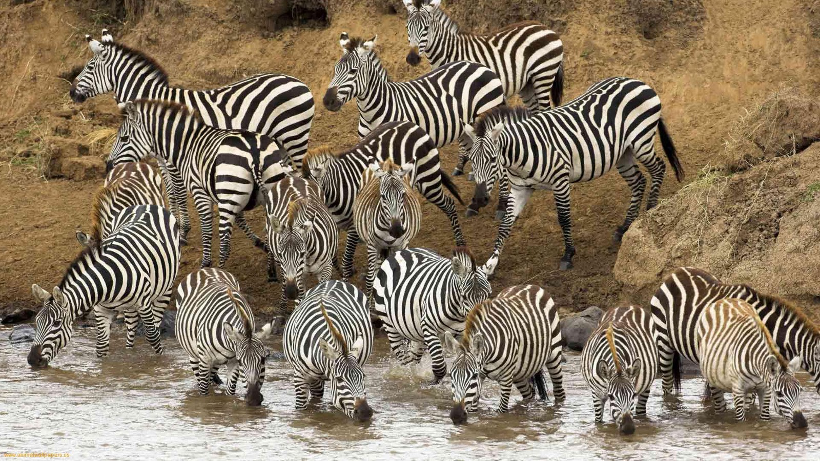 Wild Animals Wallpapers, Amazing Wildlife Animal Wallpapers - 1600x900 Wallpaper Wild Animals Wallpapers, Amazing Wildlife Animal Wallpapers - 1600x900 Wallpaper